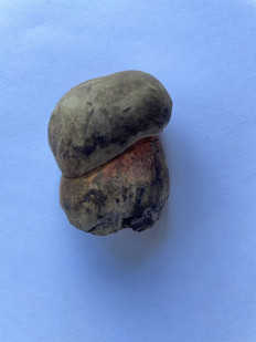 Гриб из Рига