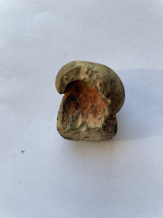 Гриб из Рига