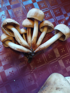 Гриб из Лейден