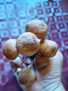 Гриб из Лейден