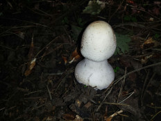 Гриб из Москва