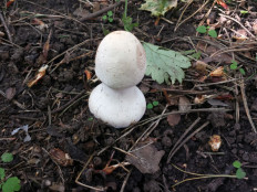 Гриб из Москва