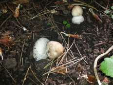 Гриб из Москва