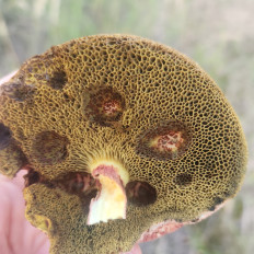 Гриб из воронеж