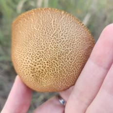 Гриб из воронеж