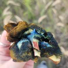 Гриб из воронеж