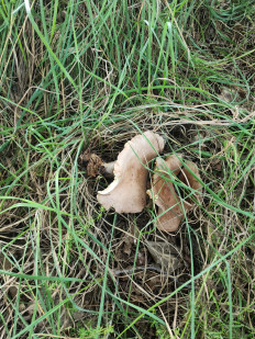 Гриб из Тамбов