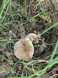 Гриб из Тамбов