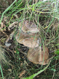 Гриб из Тамбов