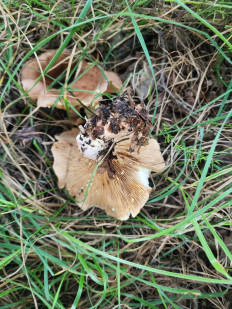 Гриб из Тамбов