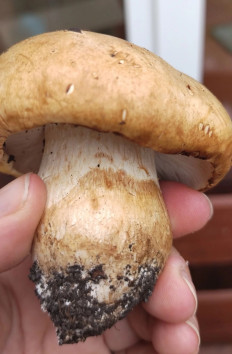 Гриб из Сасово