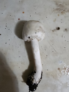 Гриб из Тамбов