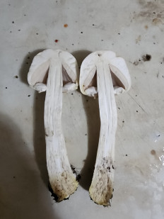 Гриб из Тамбов