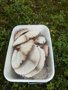 Гриб из п.г.т. Езерище