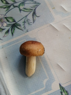 Гриб из Пенза