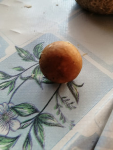 Гриб из Пенза