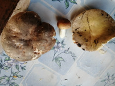 Гриб из Пенза