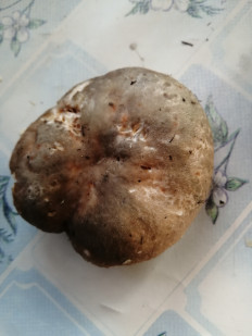 Гриб из Пенза