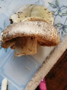 Гриб из Пенза