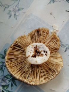 Гриб из Пенза