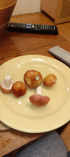 Гриб из Москва