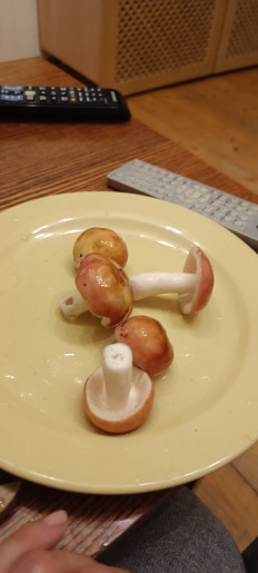 Гриб из Москва