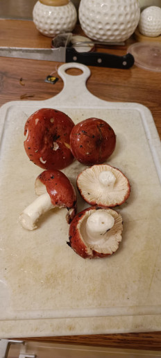 Гриб из Москва