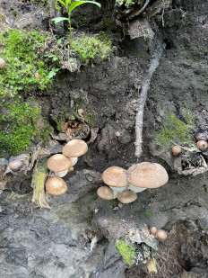 Гриб из Юрга Кемеровская область