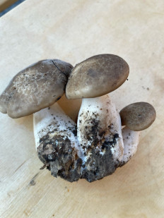 Гриб из Юрга Кемеровская область