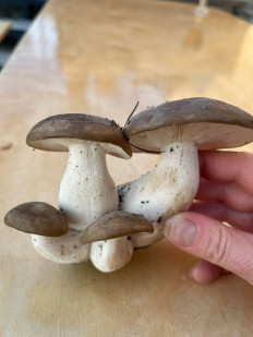 Гриб из Юрга Кемеровская область