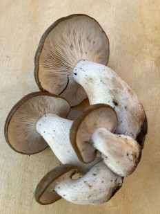 Гриб из Юрга Кемеровская область