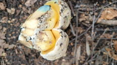 Гриб из Самарская область, пгт Петра Дубрава