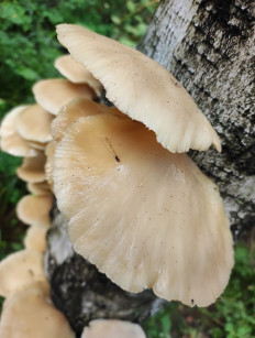 Гриб из Екатеринбург