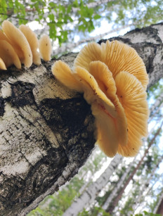 Гриб из Екатеринбург