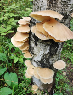 Гриб из Екатеринбург