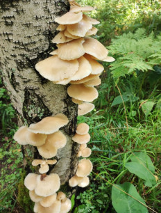 Гриб из Екатеринбург