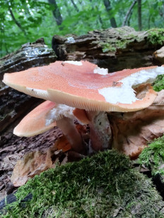 Neolentinus cyathiformis - Пилолистник бокаловидный