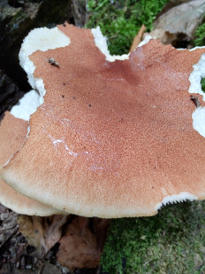 Neolentinus cyathiformis - Пилолистник бокаловидный