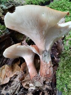 Neolentinus cyathiformis - Пилолистник бокаловидный