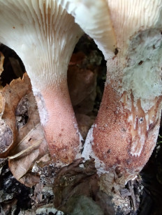 Neolentinus cyathiformis - Пилолистник бокаловидный