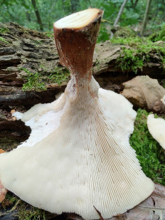 Neolentinus cyathiformis - Пилолистник бокаловидный