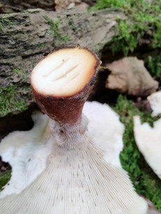 Neolentinus cyathiformis - Пилолистник бокаловидный