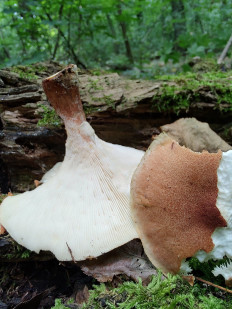 Neolentinus cyathiformis - Пилолистник бокаловидный