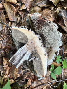 Strobilomyces floccopus - Шишкогриб хлопьеножковый