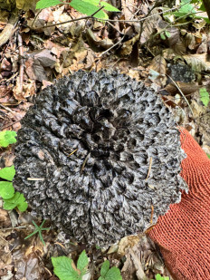 Strobilomyces floccopus - Шишкогриб хлопьеножковый