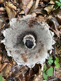 Strobilomyces floccopus - Шишкогриб хлопьеножковый