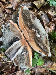 Strobilomyces floccopus - Шишкогриб хлопьеножковый