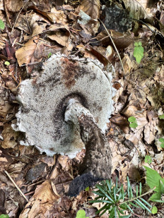 Strobilomyces floccopus - Шишкогриб хлопьеножковый