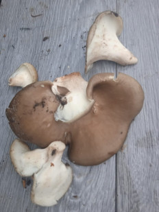 Гриб из Тула