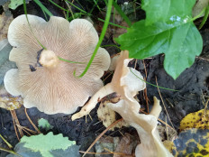 Гриб из Тевриз